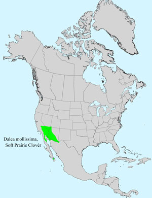 North America species range map for Soft Prairie Clover, Dalea mollissima: